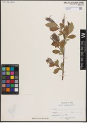 Foto von Salix excelsa S. G. Gmel.